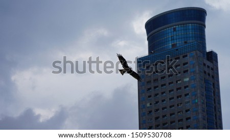 Big eagle against backdrop of skyscraper in the city. flying eagle on a background of clear blue sky. soaring bird on the island of Taiwan. silhouette of an eagle. wildlife in the urban jungles tropic