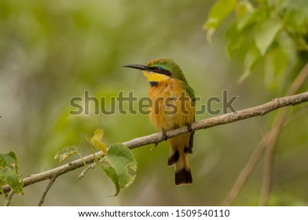 Little Bee-eater
Latin name: Merops pusillus