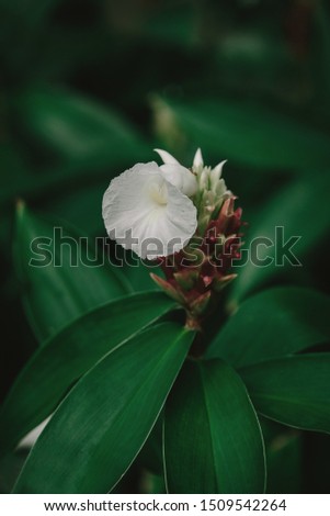 Exotic colorful flowers on a dark tropical leaf background, nature, tropical foliage in Asia