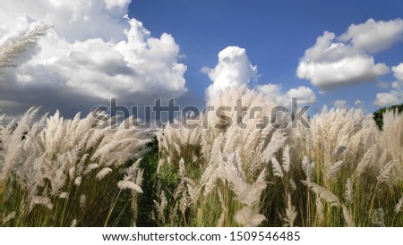 Amazing kans grass and clouds in jharkhand India