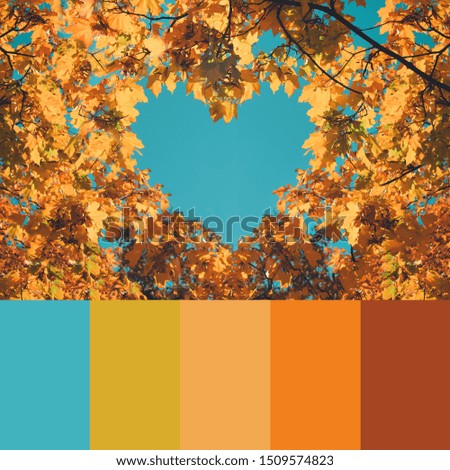 autumn leaves and sky. Collage with natural autumn colors swatch