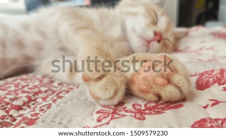 Little sweet cat on the bed
