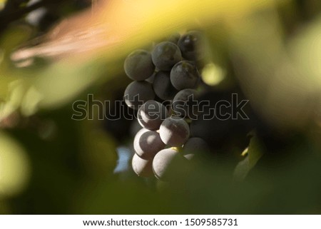 Blue grape on bright green leaf background
