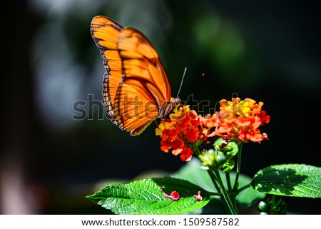 The monarch butterfly (Danaus plexippus) is an orange milkweed butterfly (subfamily Danainae) in the family Nymphalidae. Pollinating a Lantana flower in bright light with translucent wings silhouette.