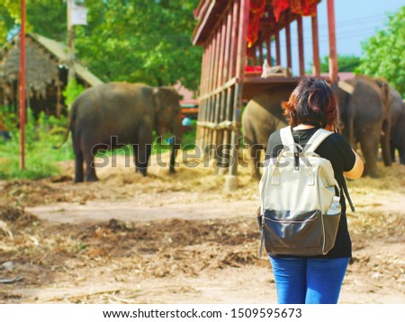 Asian female tourists taking pictures of big elephants at famous tourist attractions.