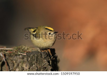 coldcrest sitting on the stump. Wildlife scene with small songbird. regulus regules. 