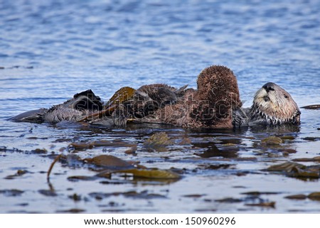Endangered Sea Otter (Enhydra lutris) mother and baby in Pacific Ocean (California). Mother holds baby on top of her body and looks at the camera. Otters can relax in the safety of the kelp.