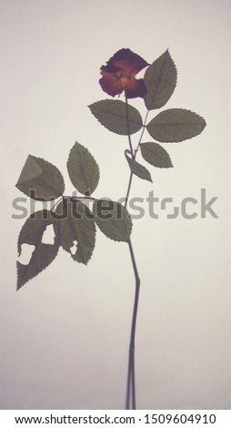 Dry rose flower on paper.