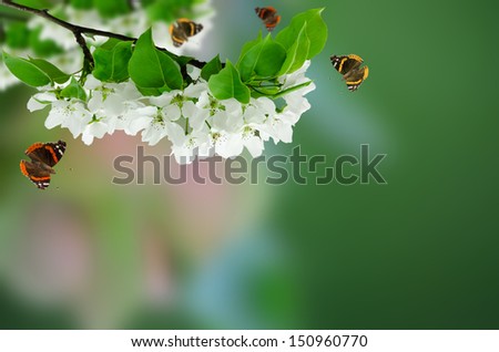 an image of blooming apple tree and butterflies over green background