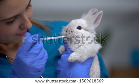 Vet giving rabbit medications with pipette, antibiotics or anthelmintic drugs