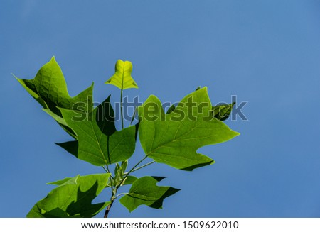 Young spring leaves of tulip tree (liriodendron tulipifera) against blue cloudless sky. Selective focus. Close-up. Tuliptree is called American Tulip or Tulip Poplar or Yellow Poplar or White Forest.