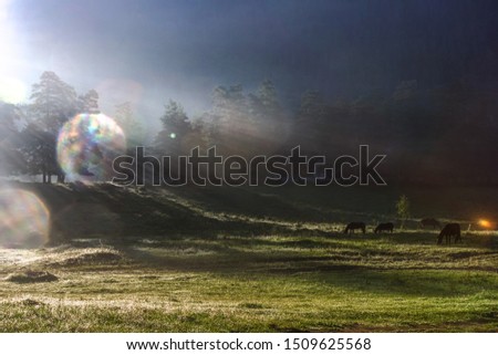 Grazing horses at sunrise in the sun