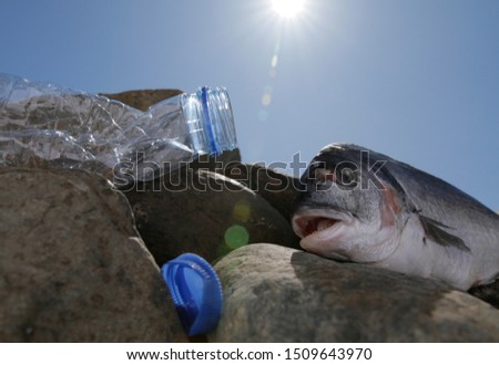 Ocean pollution. Dead fish washed up on shore with plastic waste. Royalty-Free Stock Photo #1509643970