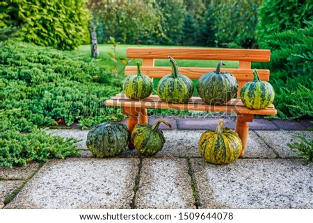 Tiny wooden bench and green pumpkins  in the garden. 
