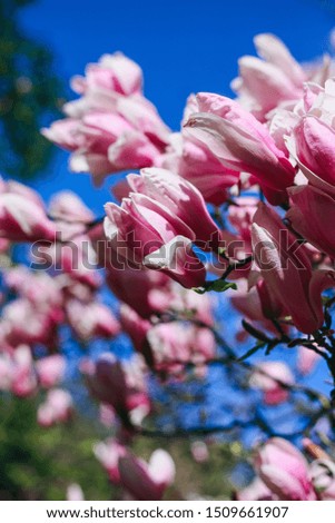Pink magnolias tree blue sky magnolia in hand