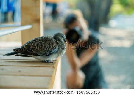 Closeup of beautiful dove sleeping on a wooden porch with blurred photographer in background taking photos of the bird.