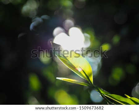 Green leaves and bokeh background, green leaf with blurred background, abstract or out of focus background 