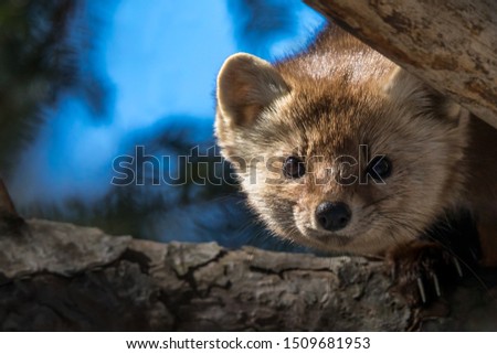 American Marten - Martes americana, peeking between two branches of a pine tree.  Bokeh of branches and sky in the background.