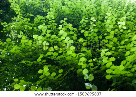 bushes with green leaves in the sunlight