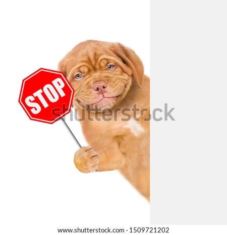 Dog with the "stop" sign above white banner. Isolated on white background