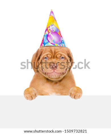 Smiling puppy in birthday hat above white banner. isolated on white background