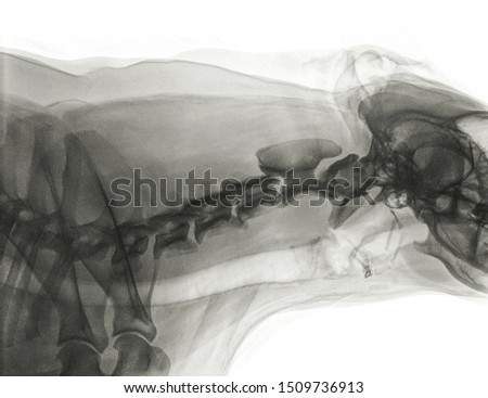 Digital X-ray of the sideview of the neck of a dog with normal cervical vertebrae. The light strip under the vertebrae is the trachea. Left is the shoulder and right the skull. Isolated on white