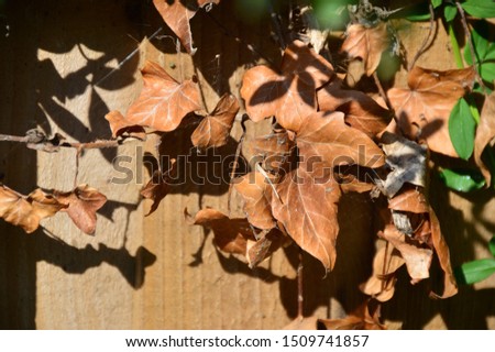 old brown dying leaves in autumn