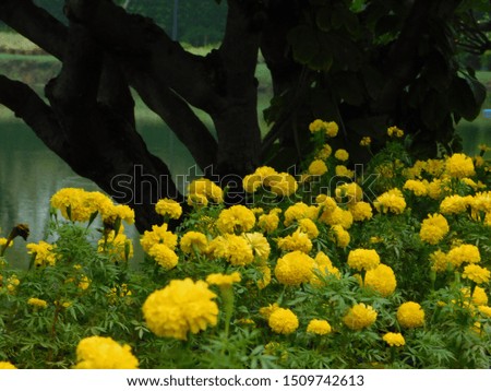 Riverside Marigold Garden Blooming beautifully Bloom in a rainy day