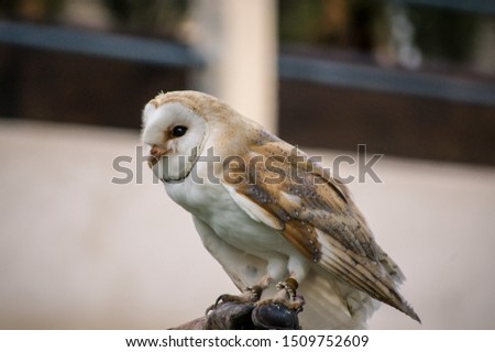 Close up of a barn owl (Tyto alba).