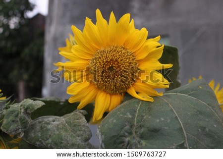 Blooming sunflower or Helianthus annuus in a garden