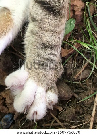 Close up picture of cat paw.