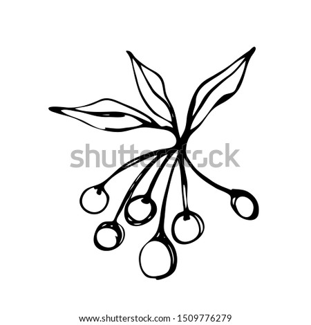 hand-drawn in graphic black and white minimal style branch with rowan berries on a white background isolated for use in design, packaging, postcards, greetings