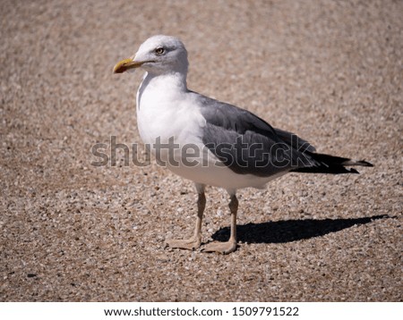 gray and white seagull perched on cement stock