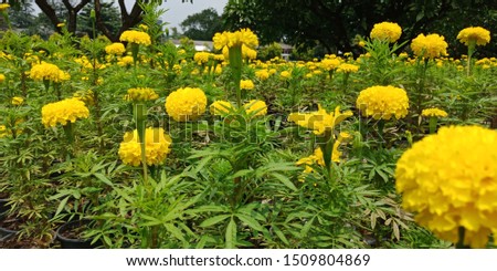 The yellow flowers Marigold-flowers full blooming in the Field