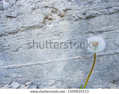 dandelion on the background of a gray concrete wall, uneven surface of the wall and one dandelion, background image