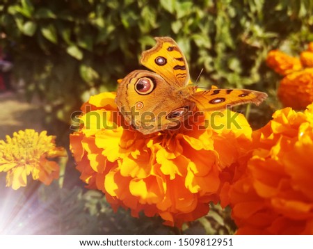 Beautiful Butterfly on flower in garden