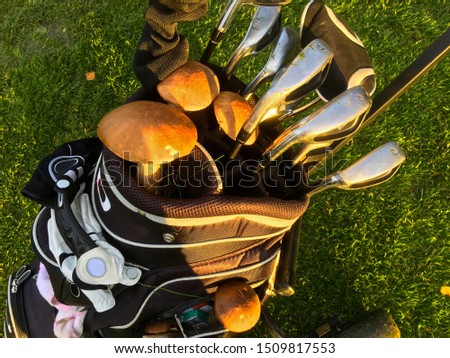 A golf bag with forrest mushrooms found and picked on a golf course one September day