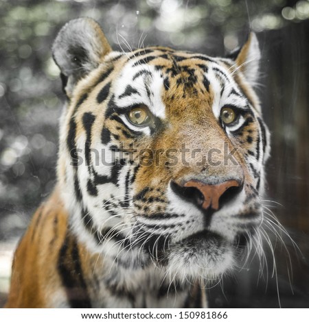 Tiger Close Portrait