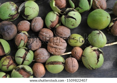 
walnut on a table with leaves