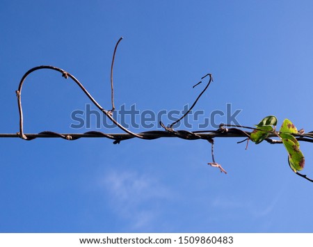 Colour image of akebia trifoliata (chocolate vine) growing along a washing line, shot from below against a blue sky
