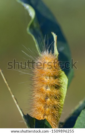 Brown fuzzy Caterpillar eating a leaf 