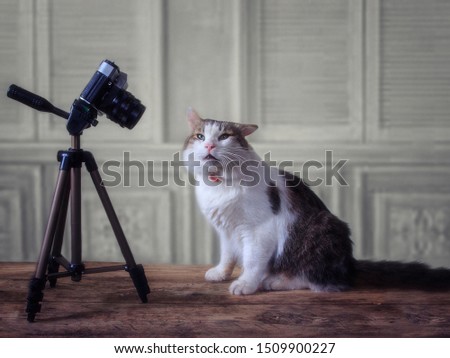 Portrait of adorable spotted cat with camera