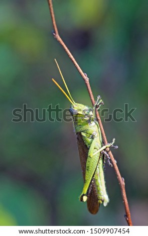 Toothpick Grasshopper perched on a twig