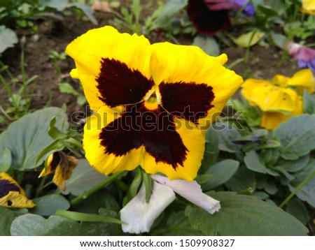 angry flower showing anger to climate change