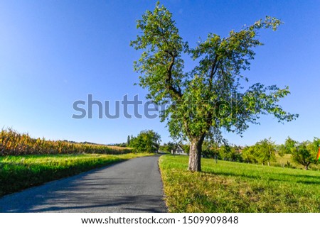 way tree running biking outdoor summer