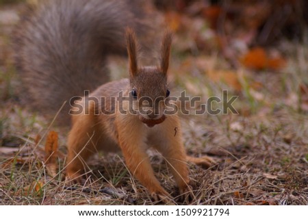 Red squirrel sits on dry foliage and holds a nut in his mouth
