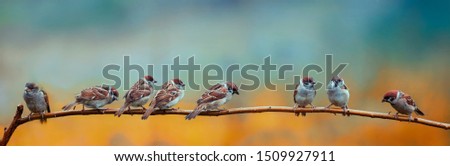 many little Sparrow Chicks sitting on a branch in spring Park in panorama picture