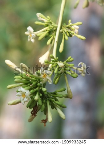 a photo of a white papaya flower on a blur background. a combination of green, white and yellow