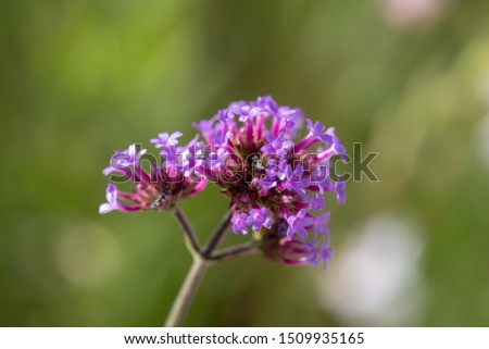 Verbena bonariensis flowers (Argentinian Vervain, Purpletop Vervain, Clustertop Vervain, Tall Verbena, Pretty Verbena) in garden. The meaning of this flower is the happiness of everyone in the family.