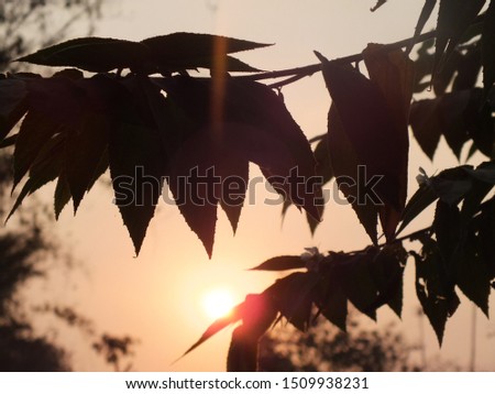 A photo of leaves with silhouettes from the sunset. with background blur